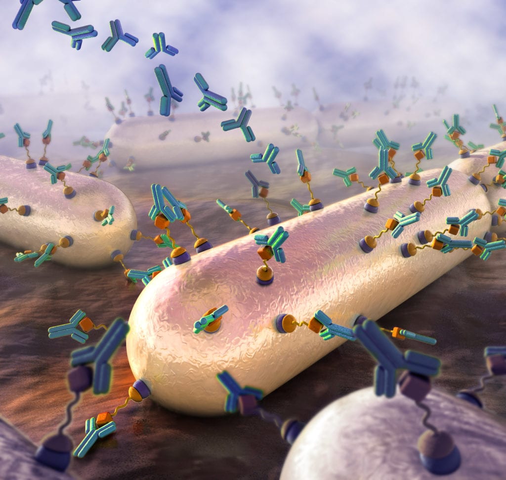 Antibodies Attacking Bacteria