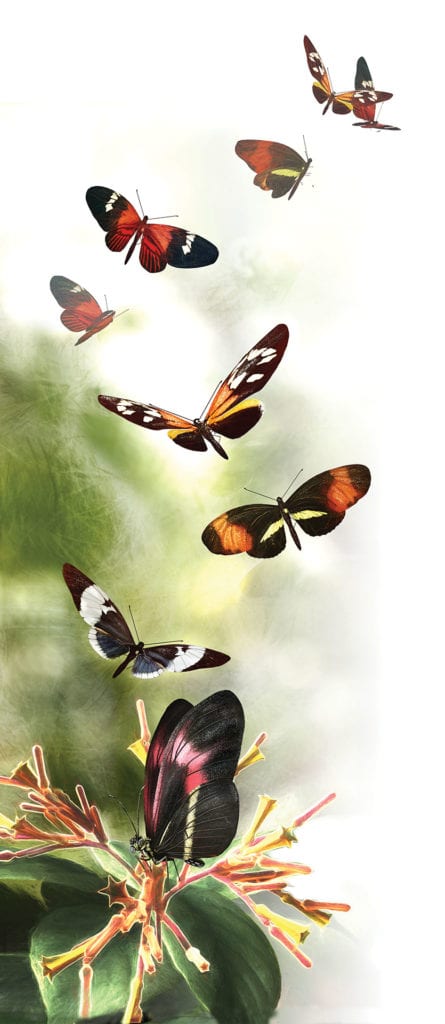 Butterfly Speciation