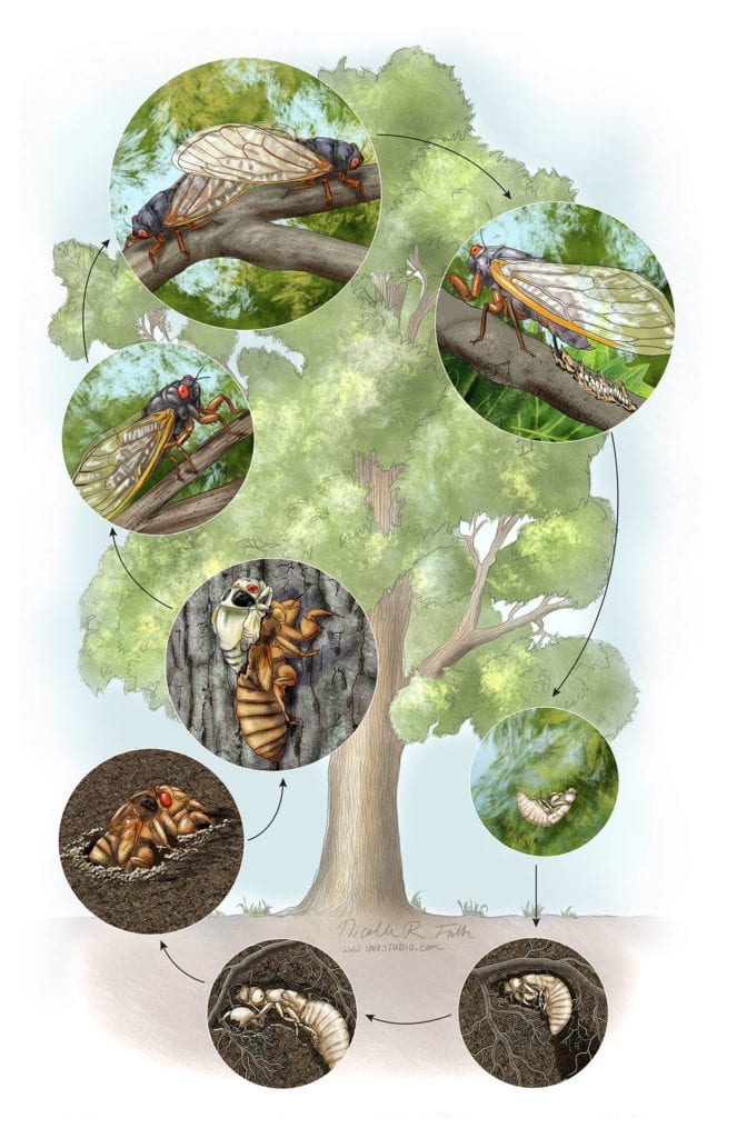 Cicadas Life Cycle Illustration graphic by Nicolle R. Fuller, SayoStudio