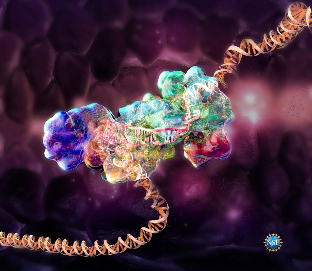 Science art of CRISPR DNA sequence and Cas9 enzyme editing DNA,created from accurate 3d model by Nicolle r Fuller