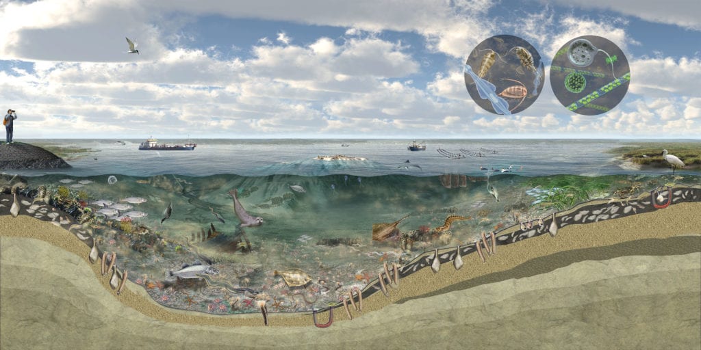 Cross section Science illustration of the wadden sea intertidal ecosystem, showing northern Atlantic ecosystem sea life. Nicolle r fuller 