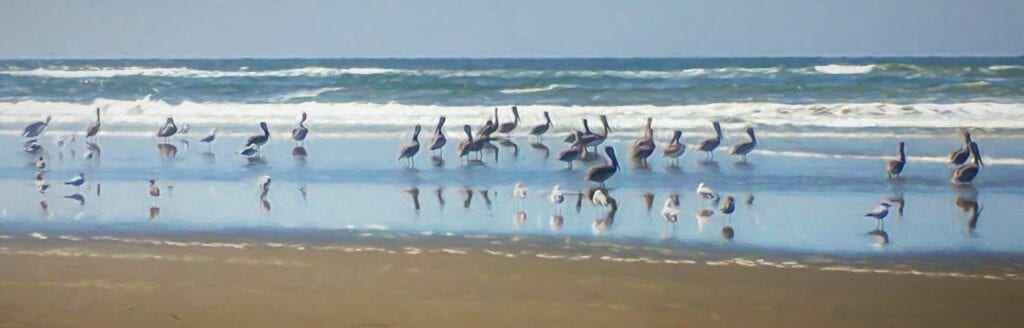 southwest washington beach pelicans painting