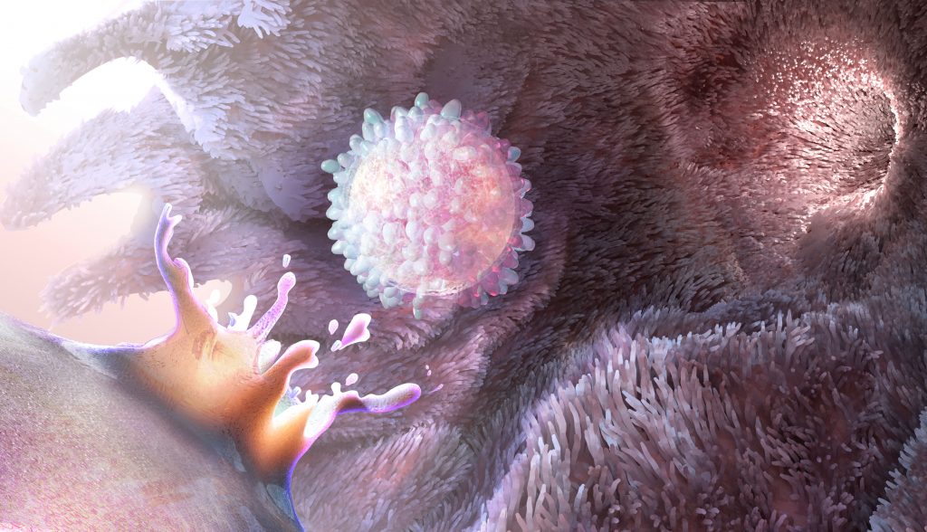 Medical health illustration - a human egg bursts forth from an ovary, into the welcoming Fallopian tube. Ovulation Visualization for Science News magazine by Nicolle R. Fuller