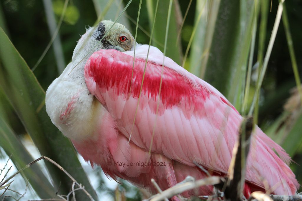 Pink bird taking a nap, green tropical foliage behind it.