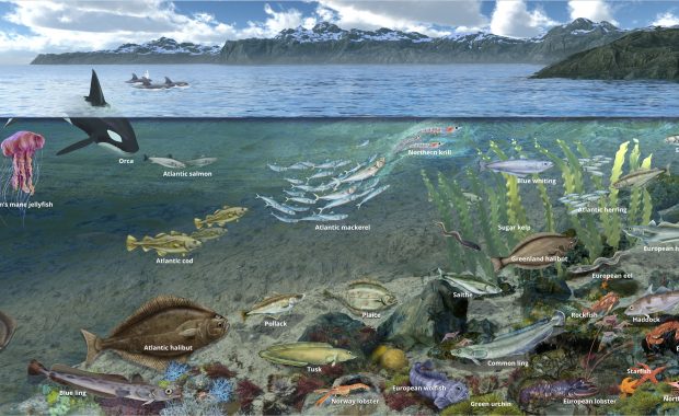 Norwegian Sea Food web illustrated ocean landsacpe with lobsters, fish, orcas by Nicolle R. Fuller