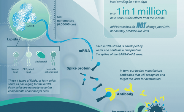 COVID-19 mRNA vaccine infographic fact sheet designed by SayoStudio