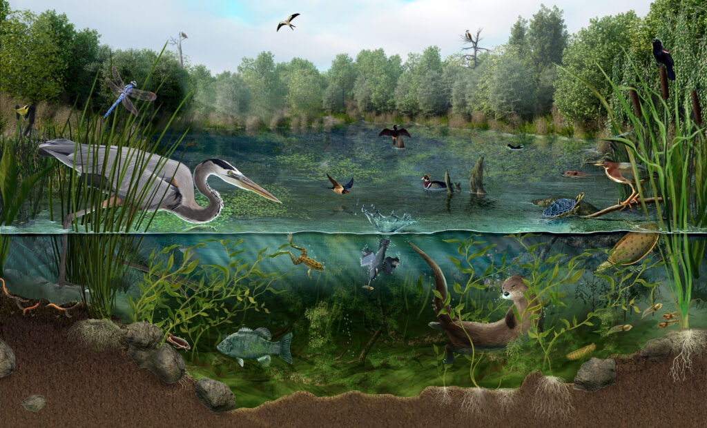 ecosystem drawing of a pond with birds, insects, amphibians and fish.