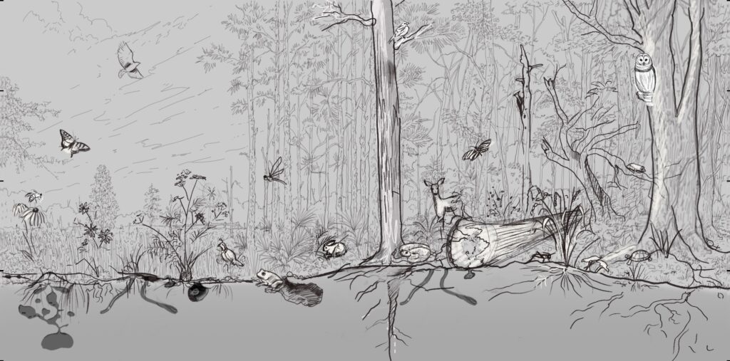 Ecosystem drawing sketch.