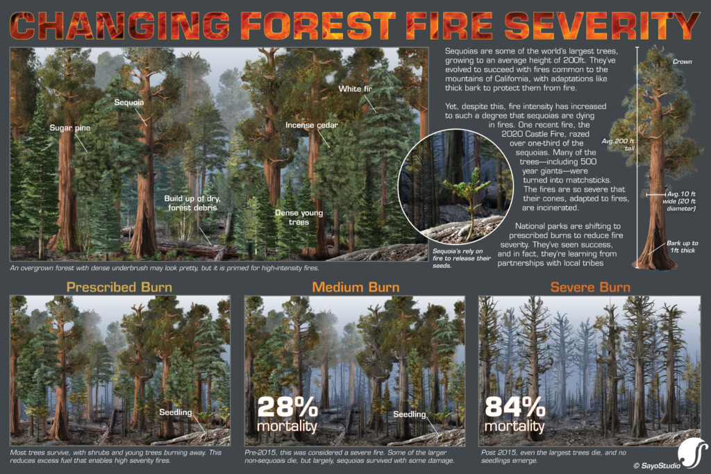 Sequoia fire severity infographic showing california wildfire changes, copyright SayoStudio
