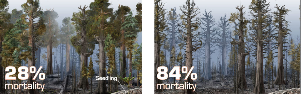 sequoia fire severity illustration graphic 