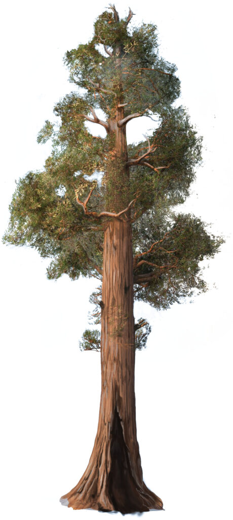 illustration of sequoia tree by Nicolle R Fuller, SayoStudio