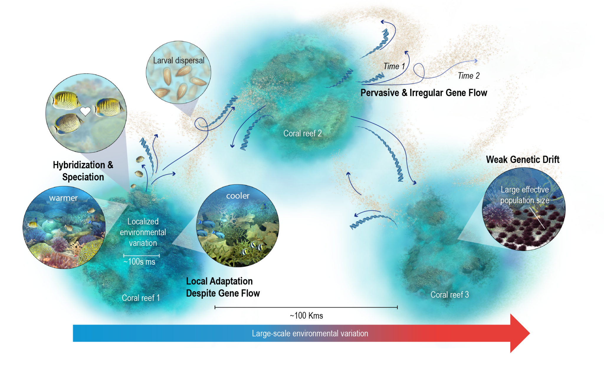 Scientific visualization of genetic drift of coral polyps shown in various coral reef ecosystems, SayoStudio.